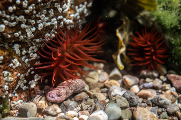 An image of Beadlet anemones by Matt Jarvis
