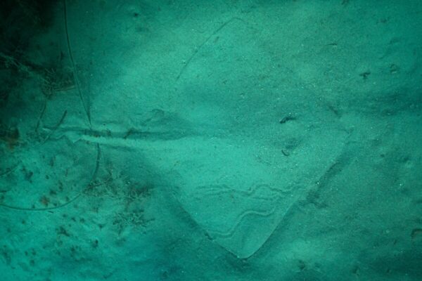 A photo of a Thornback ray on the sea bottom by Matt Jarvis