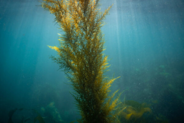 Wireweed underwater taken by Matt Jarvis