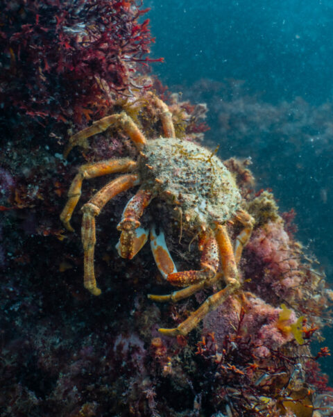 An image of a Spider Crab underwater